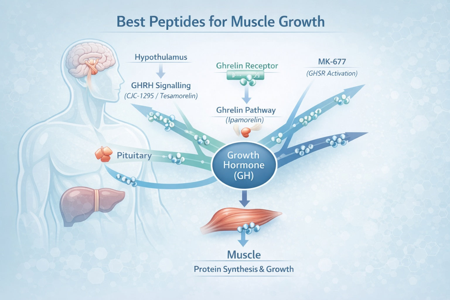 Scientific diagram illustrating how peptides like CJC-1295, Ipamorelin, and MK-677 influence growth hormone release and IGF-1 pathways to support muscle protein synthesis