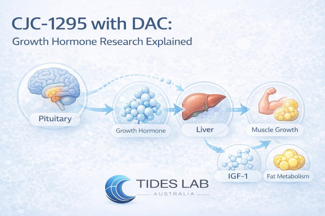 CJC-1295 with DAC growth hormone pathway showing pituitary stimulation, growth hormone release, liver IGF-1 production, and effects on muscle growth and fat metabolism.