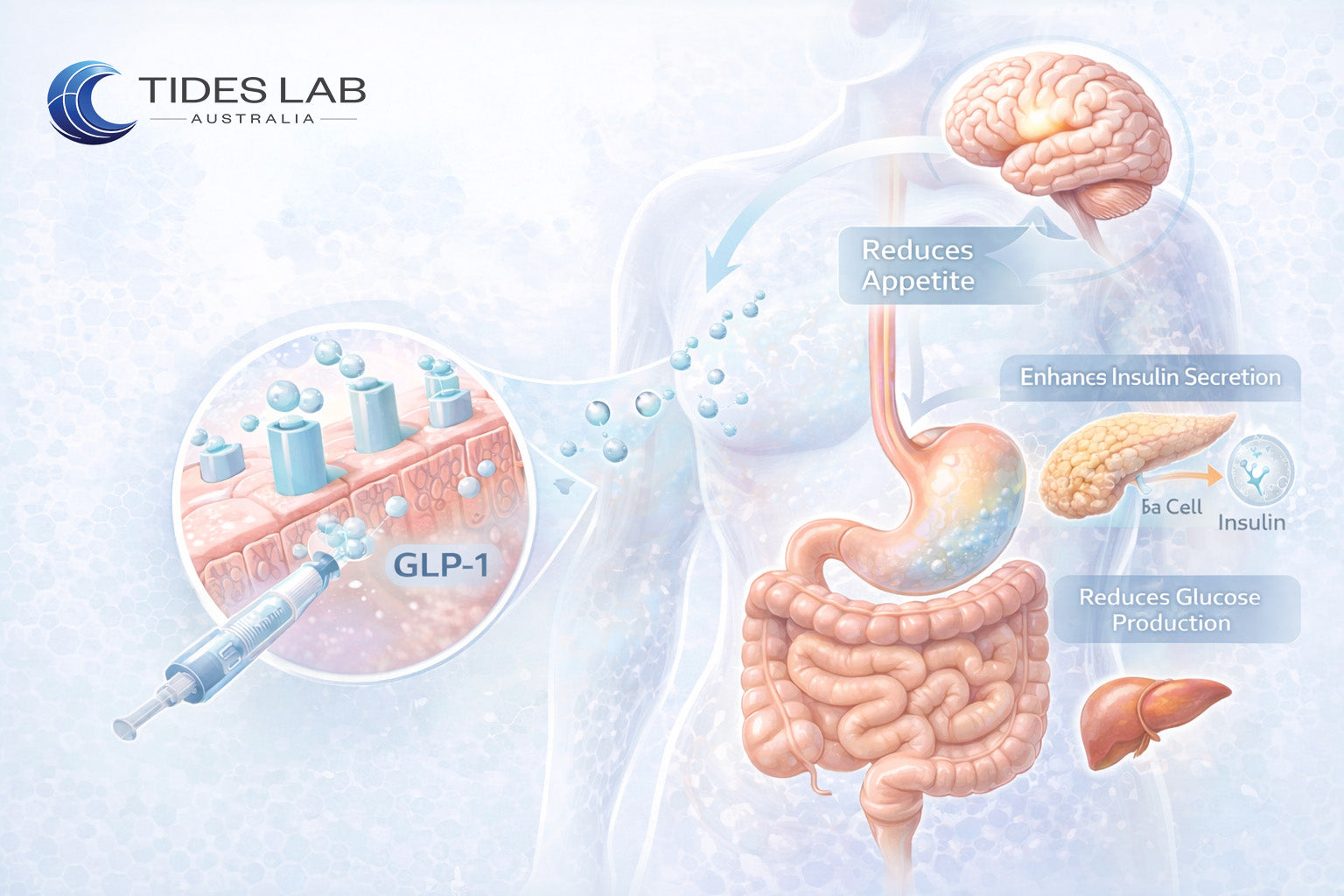 Diagram showing GLP-1 peptide signalling across the brain, stomach, pancreas and liver in weight loss research