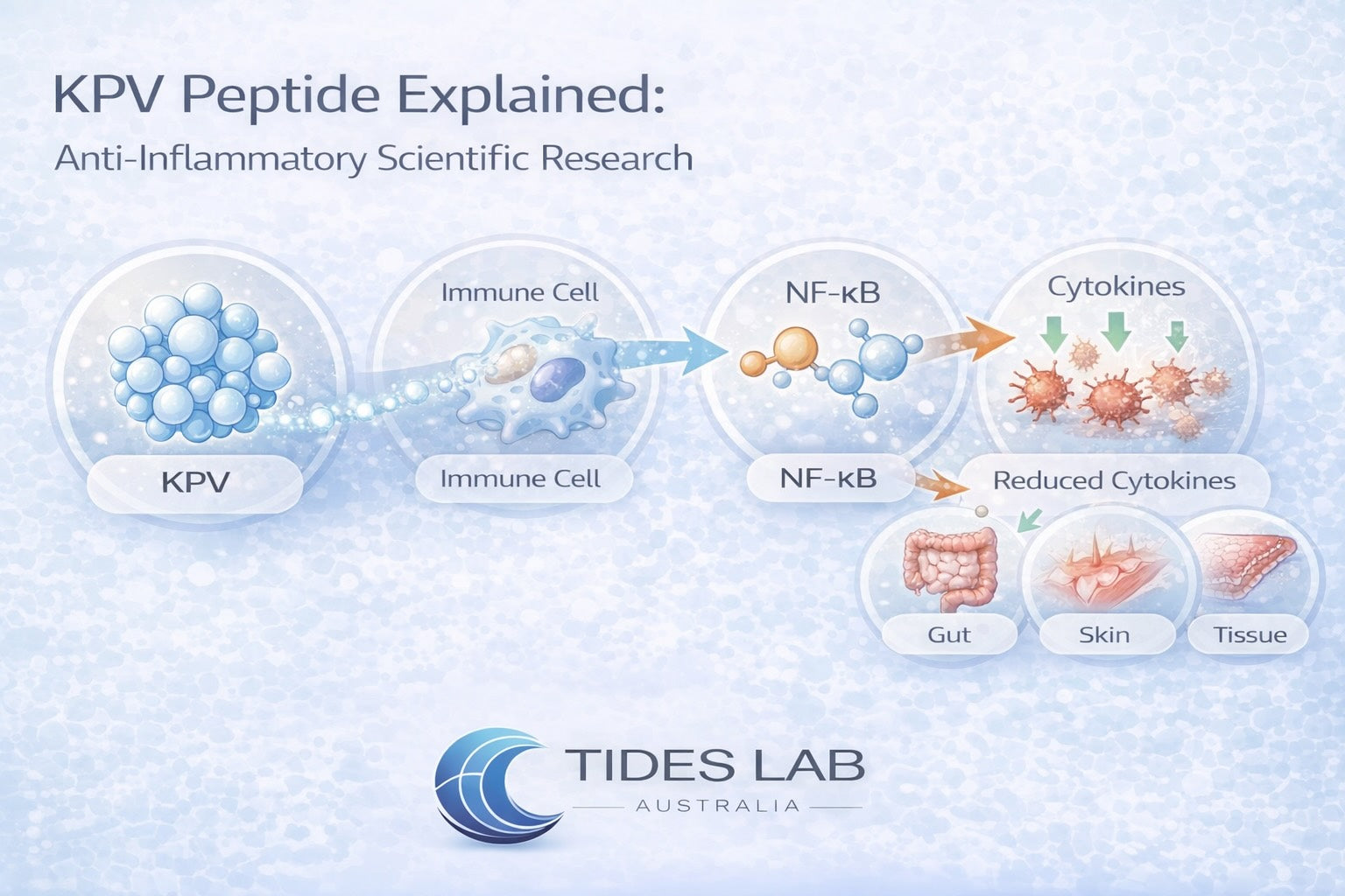 KPV peptide anti-inflammatory mechanism showing NF-κB inhibition, reduced cytokine signalling, and immune regulation affecting gut and skin inflammation.