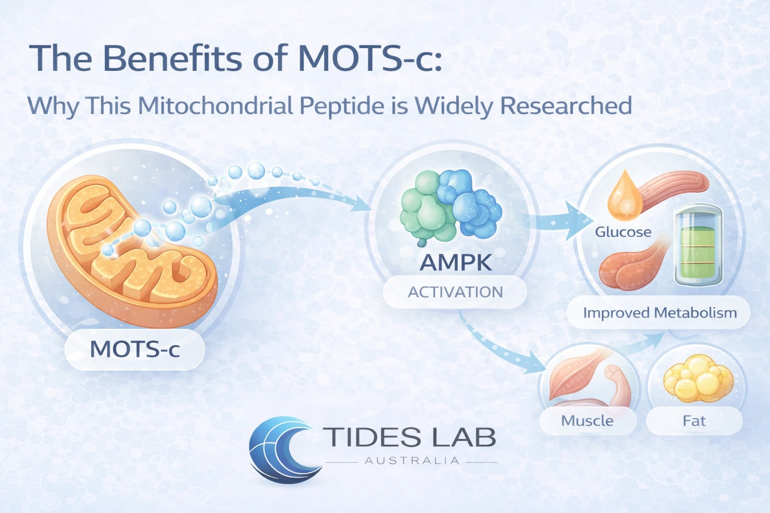 The diagram below illustrates how MOTS-c signals from mitochondria to regulate cellular metabolism, activate AMPK, and improve energy balance.