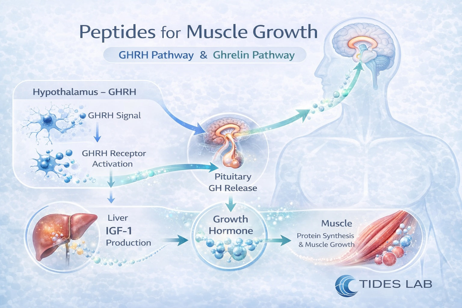 Scientific infographic showing the peptide signalling pathway for muscle growth where hypothalamus GHRH stimulates pituitary growth hormone release, leading to liver IGF-1 production and muscle protein synthesis