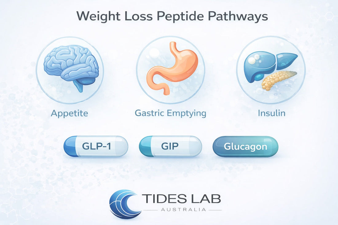 Diagram showing semaglutide, tirzepatide and Retatrutide receptor targeting (GLP-1, GIP and glucagon) in weight loss peptides