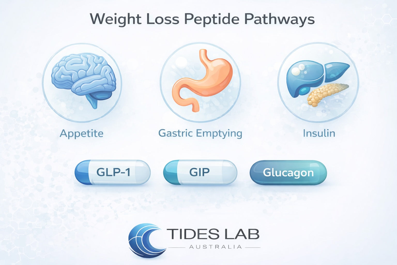 Diagram showing semaglutide, tirzepatide and Retatrutide receptor targeting (GLP-1, GIP and glucagon) in weight loss peptides
