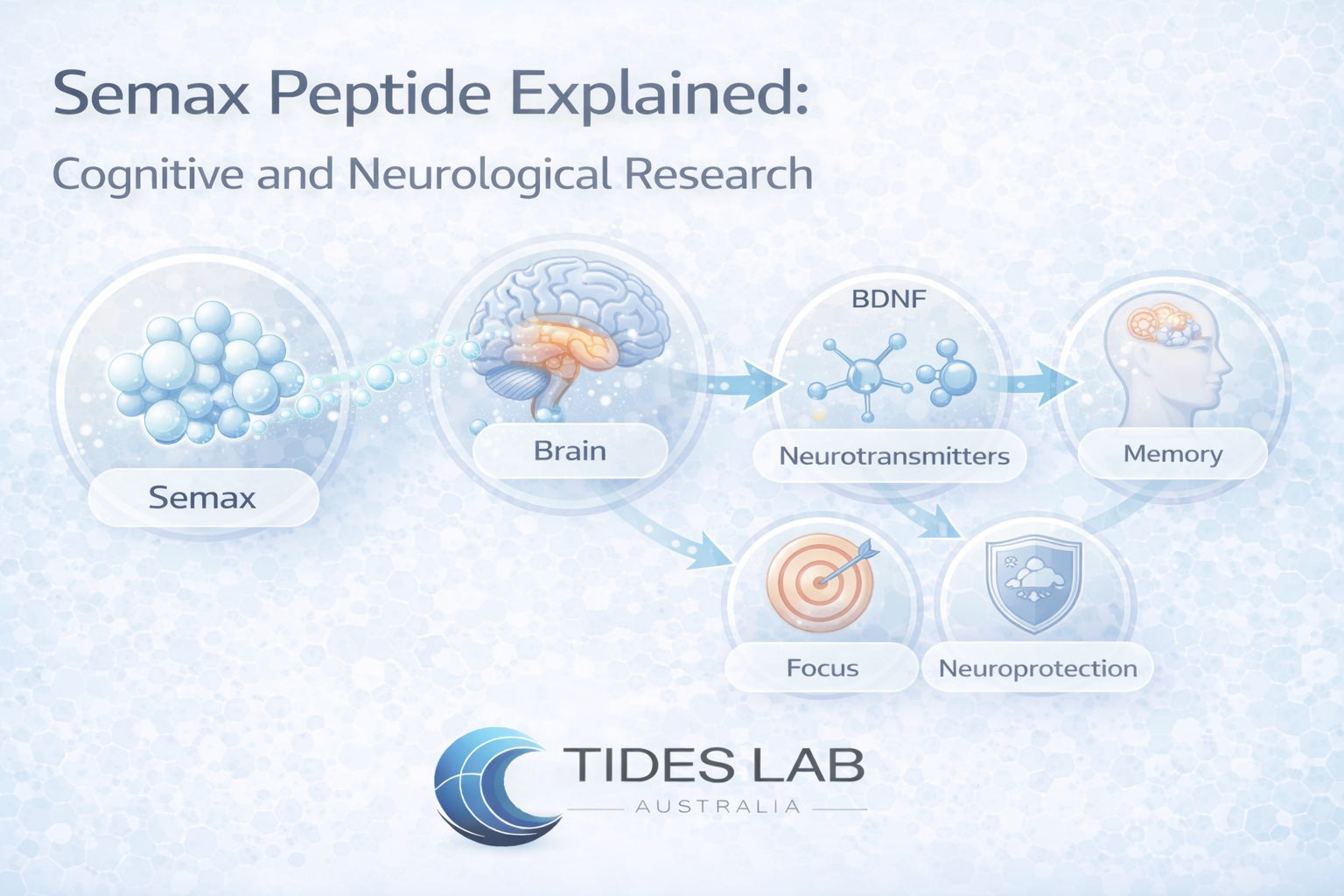 Semax is a synthetic peptide studied for its effects on BDNF signalling, neurotransmitters, and cognitive function. Learn the science behind this neurological research peptide.